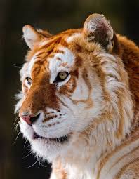 The golden tabby is a whitish yellow colour, with amber stripes coming down the sides. A Golden Tiger Golden Tabby Tiger Or Strawberry Tiger Is One With An Extremely Rare Color Variation Caused By A Recessive Gene T Animals Cute Animals Big Cats