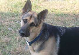 Dirty dog llc local pet food and supply store, dog groomer, self serve dog wash is a healthy pet shop with everything you need for your dogs & cats. The Pet Spa Home Facebook