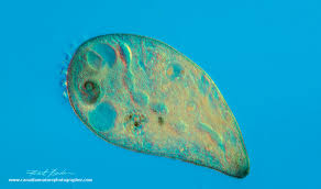 You can use depression slides at the two lower powers but must use a plain slide and coverslip at 400x as the objective will be very close to the specimen when in focus. Photomicrography And Video Of Protozoa And Rotifers By Robert Berdan The Canadian Nature Photographer