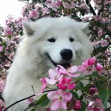 nezhnyj luntik ushki razvesila na ruchkah sidit tolko vysoko podnyav sobaku mozhno bylo poluchit snimok bez sosedn samoedskie sobaki samoedskaya lajka sobaki