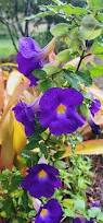 Image result for Thunbergia erecta