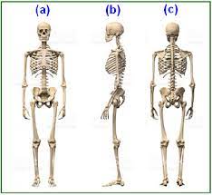 Bones of the human skeletal system are categorized by their shape and function into five types. Bone Structure And Skeletal System Of Human Body A Anterior Front Download Scientific Diagram