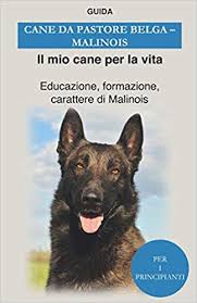 Originaria del belgio, questa razza (anche se sarebbe meglio parlare di razze al plurale come vedremo tra poco). Cane Da Pastore Belga Malinois Educazione Formazione Carattere Di Malinois Italian Edition Il Mio Cane Per La Vita Guida 9798553725464 Amazon Com Books