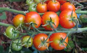 Tomato Varieties In Kenya Tomato Farming In Kenya