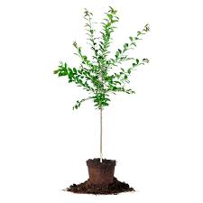 Buy british grown tree gifts online for delivery throughout the uk. Scarlet Beauty Plum Tree Buy Fruit Trees Perfect Plants Plum Tree