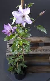 Главная каталог продукции клематисы окс (голландия). Waldrebe Omoshiro Clematis Omoshiro Gunstig Online Kaufen