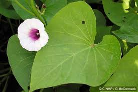 Image result for Stictocardia