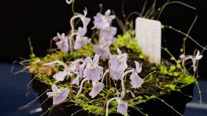Image result for Utricularia scandens