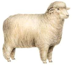 Rambouillet cheap pet friendly hotels. Sheep Characteristics Breeds Facts Britannica