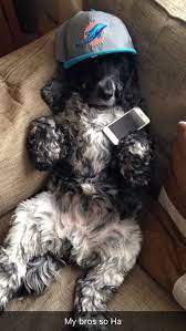 savage dog retriever puppy puppies and kitties puppies