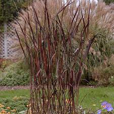 Image result for Panicum hymeniochilum