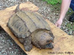 Check spelling or type a new query. Tennessee Watchable Wildlife Alligator Snapping Turtle