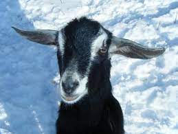 Best Goat Breeds For Milk Soap Cheese Goat Breeds Goats Milk Goats Breeds