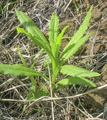 Image result for Senecio madagascariensis