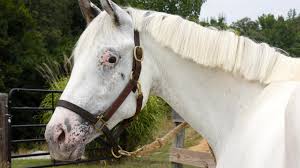 It stars ed harris, viggo mortensen, renée zellweger & jeremy irons.on rotten tomatoes. Leopard Complex Lp Linked To Increased Risk For Equine Recurrent Uveitis Veterinary Genetics Laboratory