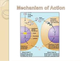 Receptor and initiates a sequence of cellular events. A Very Short Introduction About Interferons