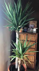 Yucca care guide and basic growing tips. What S Wrong With This Yucca Browning Yellowing Leaves And Smaller Trunk Is Browning Plantclinic