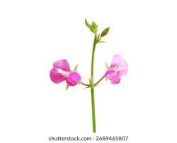 Image result for Pseudarthria