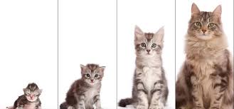 Aku sudah lama piara kucing. 5 Step Sukses Cara Mengawinkan Kucing Joss