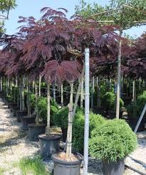 Albizia julibrissin garden nursery plant nursery trees and shrubs flowering trees garden privacy chocolate fountains how to attract hummingbirds my. Albizia Julibrissin Summer Chocolate Albizia Productinformatie Albizia Albizia Specialist Overloon