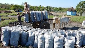 Medico de familia (mi profesión). Las Tunas Charcoal Workers Denounce The Theft Of Their Wages By State Company And The Union Translating Cuba