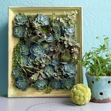Make A Living Succulent Picture Succulents Succulents Diy Succulent Frame