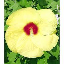 Pin On Flowers