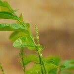 Image result for Pseudospondias