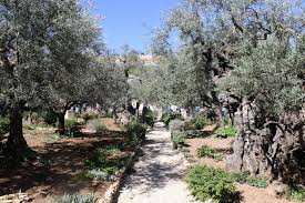Garden Of Gethsemane Garden Of Gethsemane Garden Olive Tree