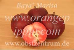 Apple Baya Marisa Tasting Notes Identification Reviews