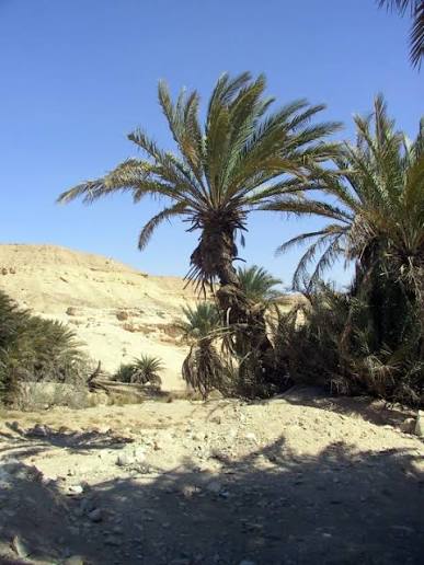 Lion Tracks Photo QnA -- Elim. Second stop in the Sinai wilderness after crossing the Red Sea during the exodus from Egypt.