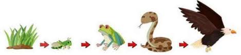 Padi → siput → katak → ular sawah → burung gagak → pengurai. Pengertian Rantai Makanan Macam Macam Contoh Dan Gambar