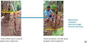 Maybe you would like to learn more about one of these? Pdf Removal Of Banana Tree Fungi Using Green Tuff Rock Powder Waste Containing Zeolite Semantic Scholar