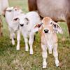 Brahman cattle originated from several breeds brought over from india: Https Encrypted Tbn0 Gstatic Com Images Q Tbn And9gcsfzevfdqe99cedje6fdcfwtpdahphdaeiw Idjesbtgcqujt3u Usqp Cau