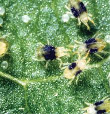 Image result for spider mites on cucumbers