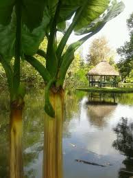 ile maurice jardin botanique de pamplemousses mauritius island beautiful islands beautiful gardens