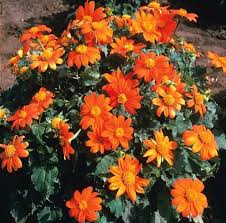 Image result for Tithonia rotundifolia