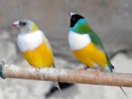 Bird Aviary For Sale Nsw Pin By Steve Liberty On Fair Feather Friends Canary Birds Beautiful Birds Wild Birds