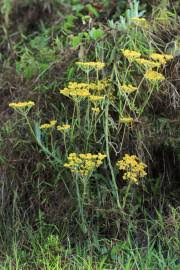 Image result for Helichrysum argyranthum