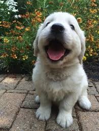 They are good with strangers, tolerant with young kids, and good. Golden Retriever Puppies For Sale Nebraska City Ne 163008