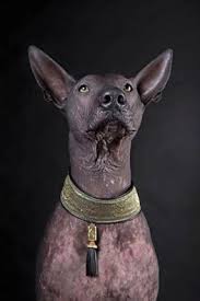 Twitter oficial del club tijuana xoloitzcuintles de caliente. Xolos Were Considered Sacred Dogs By The Aztecs Toltecs Maya And Other Groups They Were Also Useful Companion A Dog Breeds Hairless Dog Mexican Hairless Dog