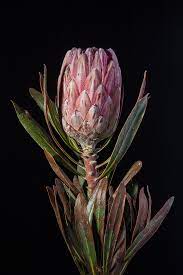 Protea Pink Ice Acorda Margarida
