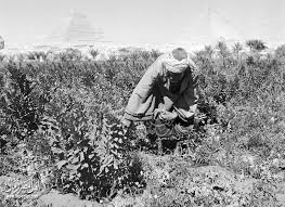 صورة لفلاح يجمع بعض حبات الفول الأخضر في جلبابه قرب أهرامات الجيزة سنة 1950 Old Egypt Photo Egypt