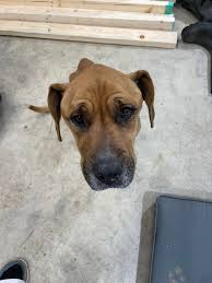 Reward, no questions asked. Please help us find our sweet Cappy Lena. She  went missing from home Friday night, 12/27. She is so sweet and friendly.  We are across from Highbanks Metro