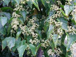 Image result for Hovenia dulcis