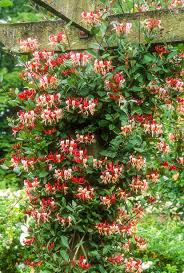 Chevrefeuille Sorenita Chevrefeuille Grimpant Arbustes De Jardin Plante Grimpante