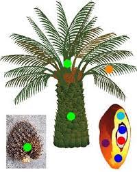 Buah kelapa sawit menghasilkan pelbagai kegunaan setelah diproses di kilang. Blog Cikgu Bm Berkongsi Penggunaan Tatabahasa Ejaan Kata Sendi Dan Karangan Upsr Pmr Spm Untuk Murid Sekolah Kegunaan Pokok Kelapa Sawit Cikgu Bm