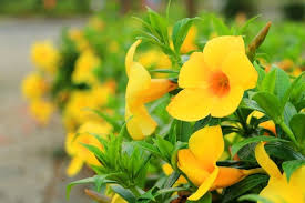 Yellow Flowers Flowers Close Up Wallpaper Yellow Flower Wallpaper Flower Wallpaper Purple Flowers Wallpaper