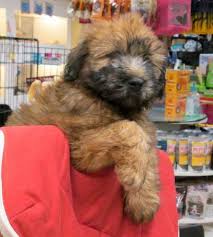 Westport animal control's adoption process. Puppies Of Westport Photos Facebook