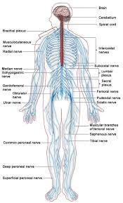 Jul 27, 2021 · superficial muscles of the back for descriptive purposes, the muscles of the back are divided into two groups; Back And Spine Complete Pain Care Helping You Return To You